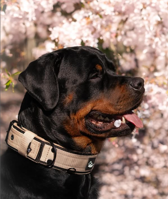 Active Komfort Black Edition Beige - Collier large et durable avec boucle