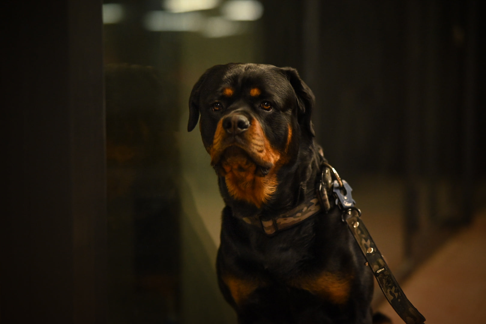 Active Komfort Camo Black - Collier large et durable pour chien avec boucle