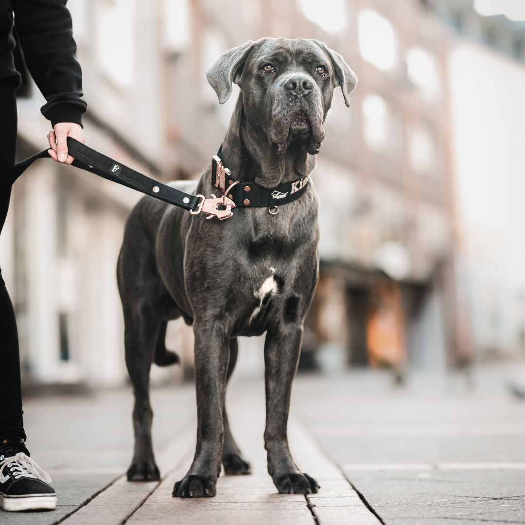Guard Leash Silver Edition Raspberry Red