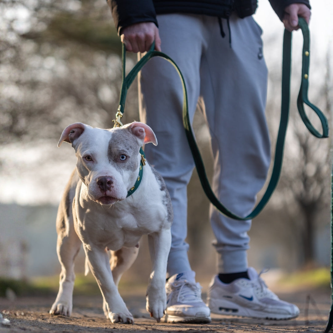Guard Leash Silver Edition Candy Pink