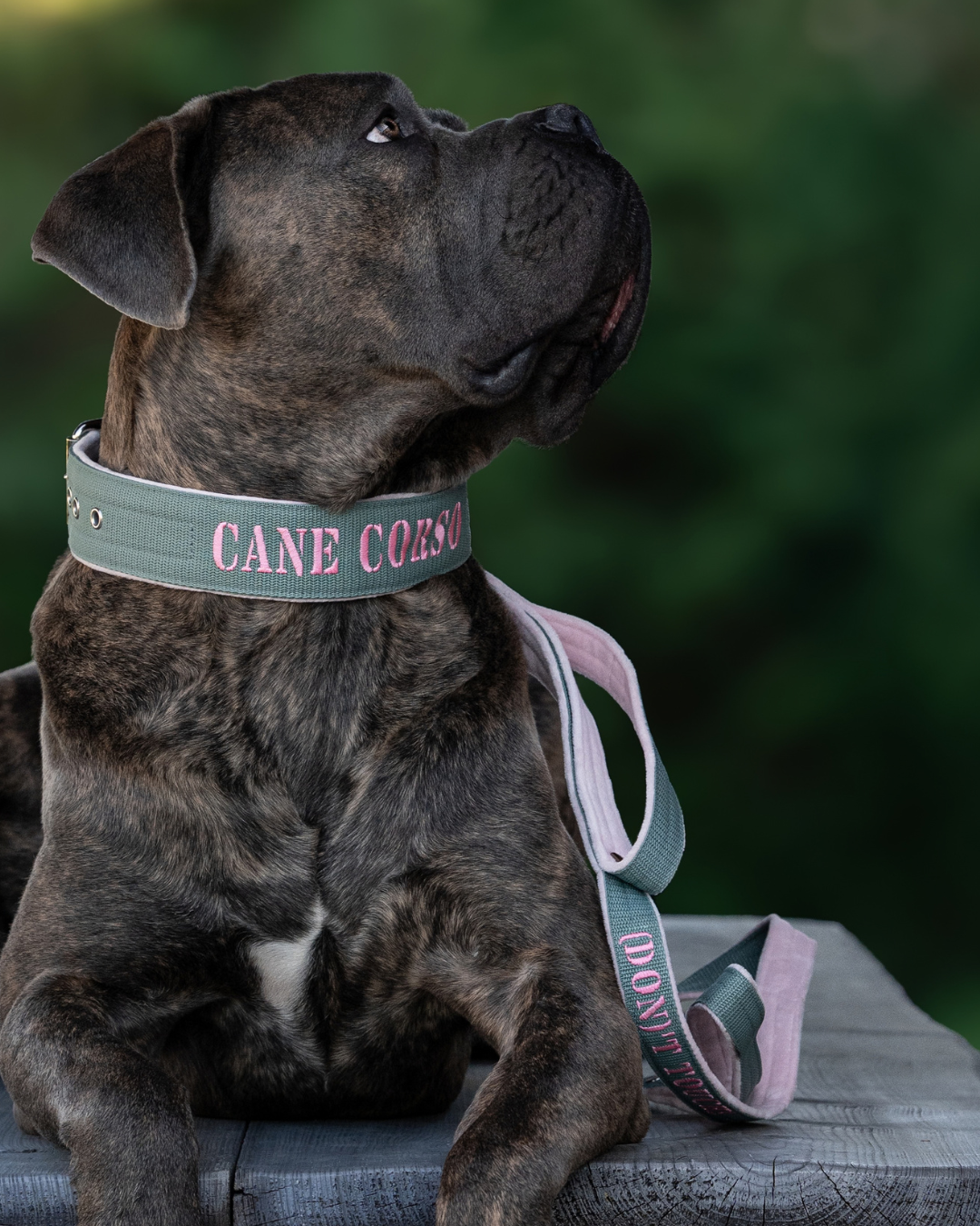 Collier personnalisé pour chien