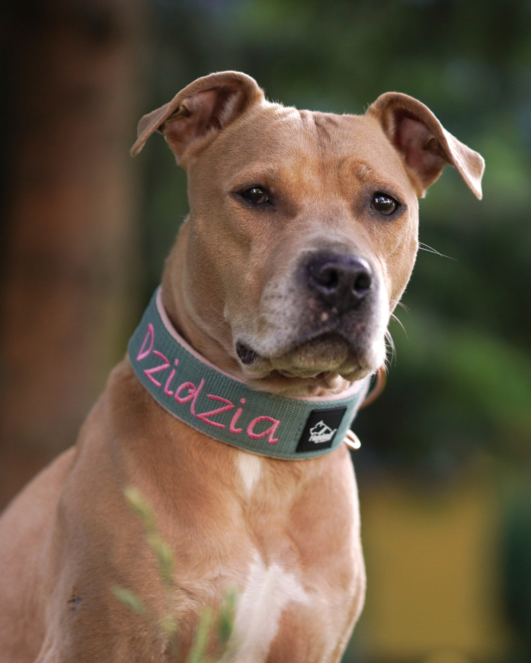 Collier personnalisé pour chien