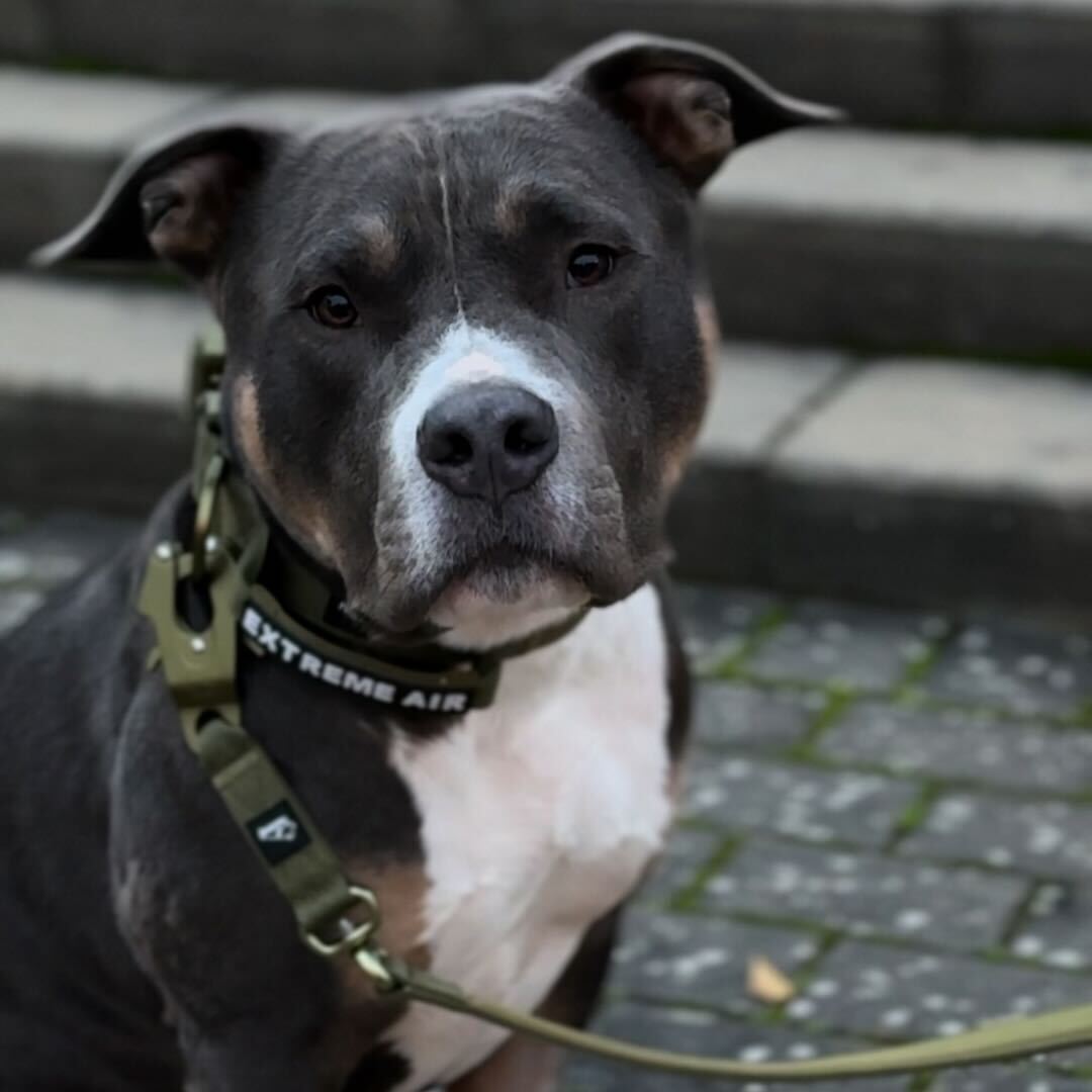 Extreme Air Set Night Black - Ensemble pour chien léger et durable