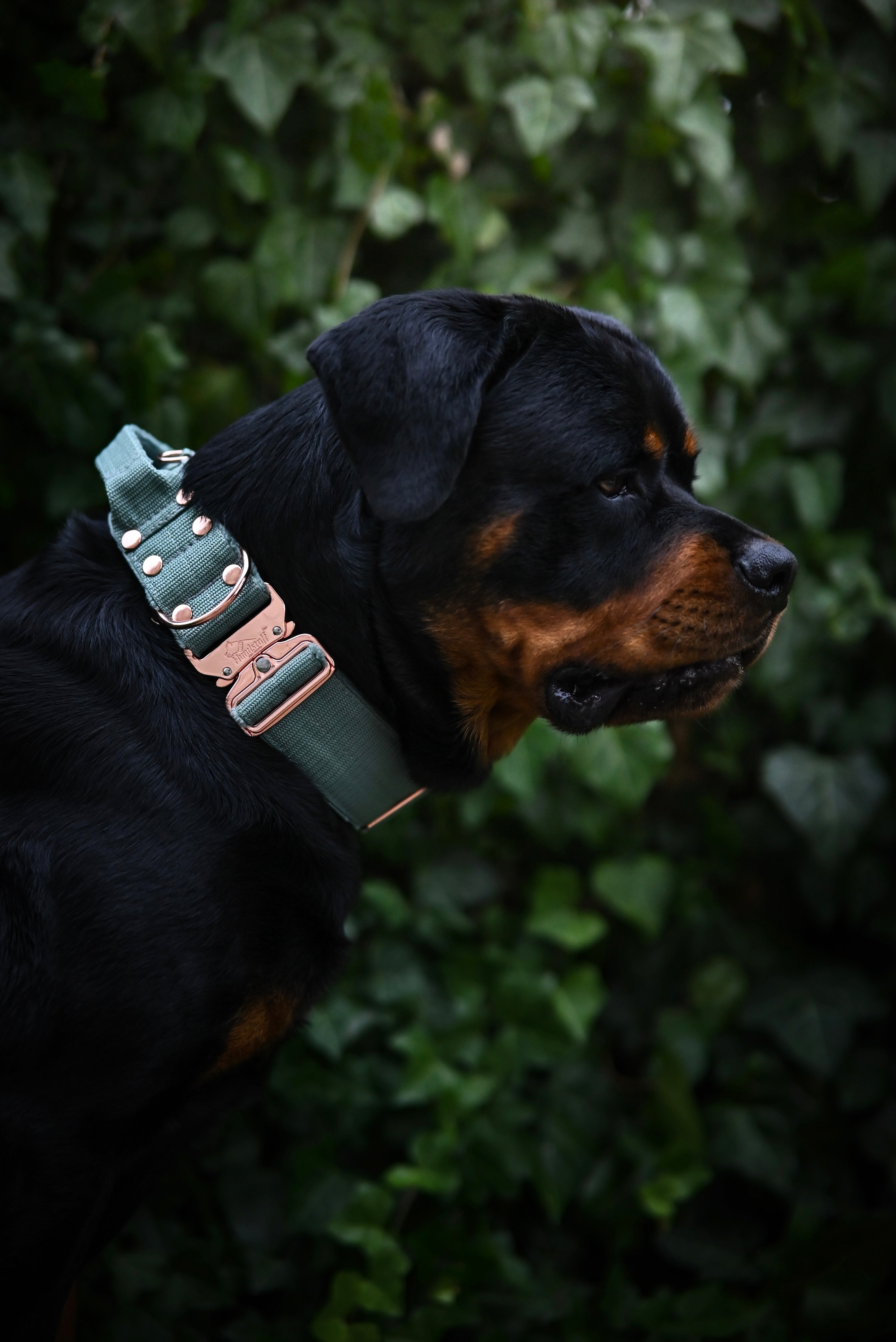 Extreme Rose Buckle Pastel Green - Collier robuste et sécurisé