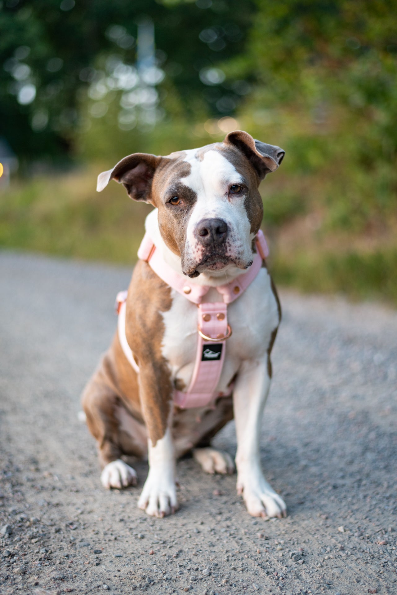 Easy Walk Extreme Rose Pastel Pink - Harnais avec boucle à dégagement rapide